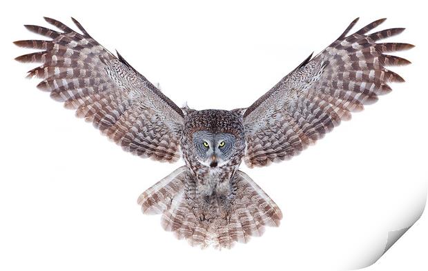 Power Wings - Great Grey Owl Print by Jim Cumming