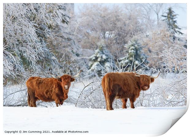 Highland Cattle in winter Print by Jim Cumming