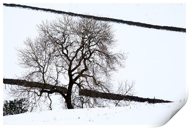 Winter Tree near Burnsall Print by Mark Sunderland