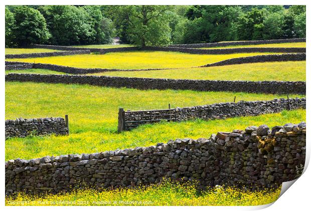 Dry Stone Walls and Buttercup Meadows at Muker Swaledale Yorkshi Print by Mark Sunderland