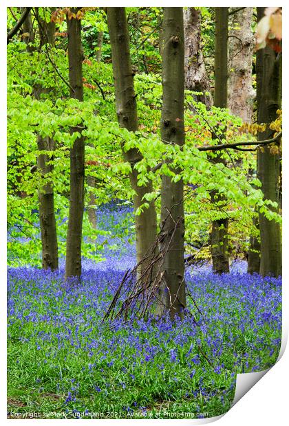 Twigs against a Tree and Bluebells in Middleton Woods in Spring  Print by Mark Sunderland