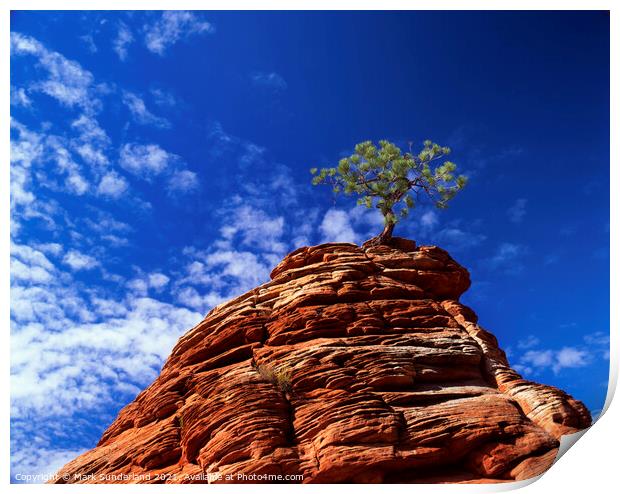 Lone Pine Tree in Zion Canyon Print by Mark Sunderland