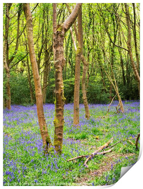 Bluebells in Nidd Gorge Woods in Spring Print by Mark Sunderland