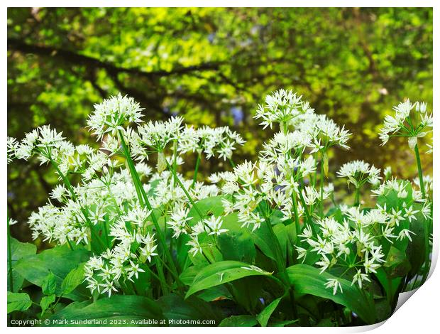 Wild Garlic and Tree Reflections in Skipton Woods Print by Mark Sunderland