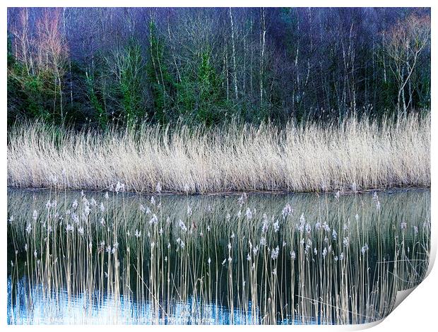 Clockburn Lake in Derwenthaugh Country Park Print by Mark Sunderland
