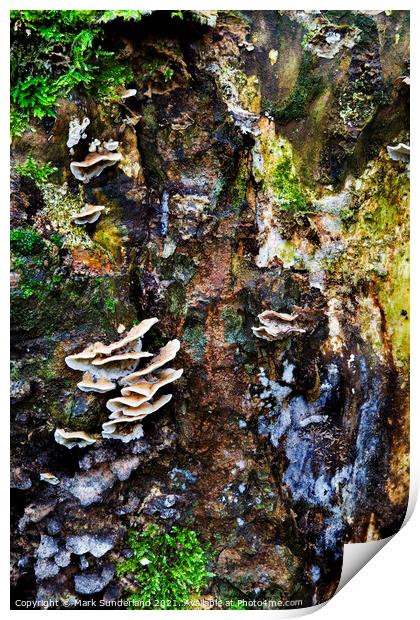 Fungi and Moss on a Tree Stump in Strid Wood Print by Mark Sunderland
