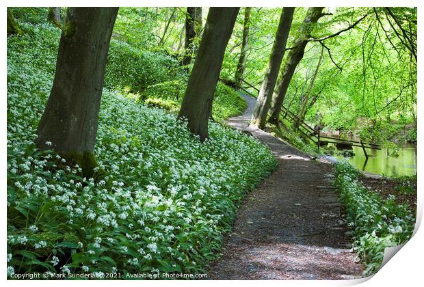 Wild Garlic Flowers by a Path in Strid Wood at Bolton Abbey Print by Mark Sunderland