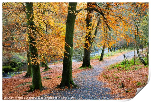Strid Wood in Autumn Print by Mark Sunderland