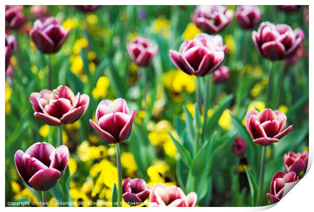 Spring Flowers at Valley Gardens Harrogate Print by Mark Sunderland