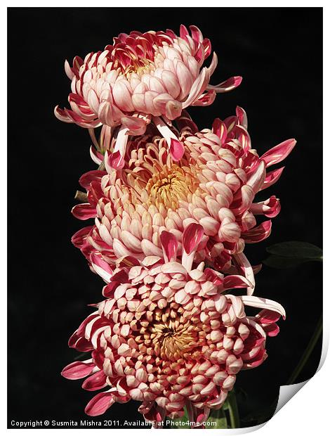 chrysanthemum Print by Susmita Mishra