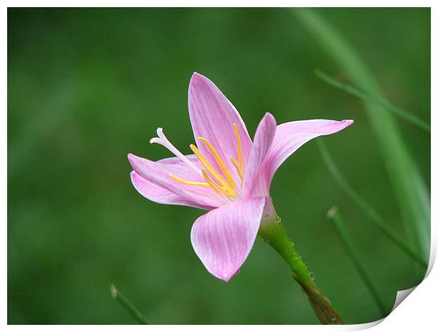 pink flower Print by Susmita Mishra