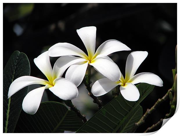 Flowers of Plumeria Print by Susmita Mishra