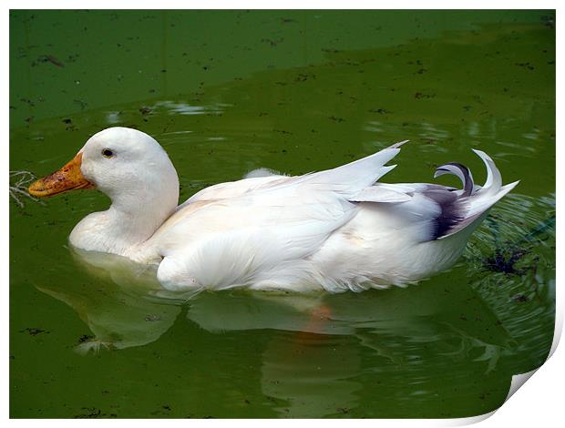 A Duck in water Print by Susmita Mishra