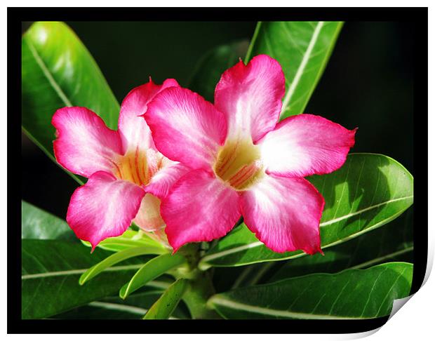 Flowers of Adenium (Adenium Obesum) Print by Susmita Mishra