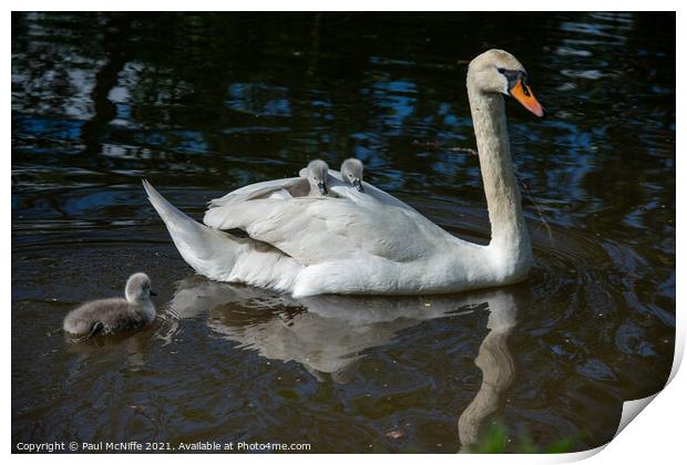 Swan and her Cygnets Print by Paul McNiffe