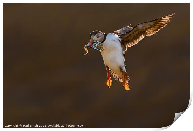 Incoming Backlit Puffin with Sandeels Print by Paul Smith