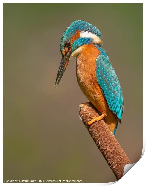Kingfisher on Bulrush Print by Paul Smith