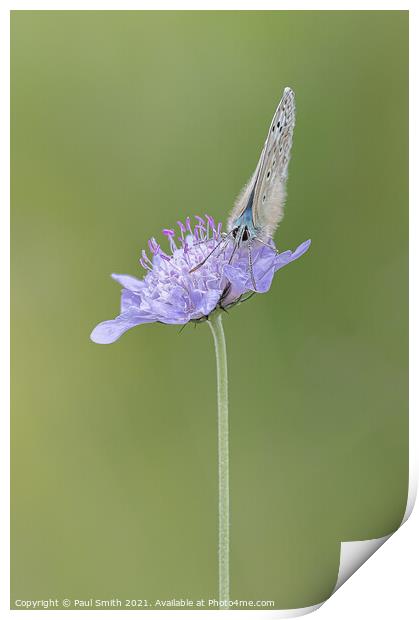 Chalkhill Blue on Scabious Print by Paul Smith