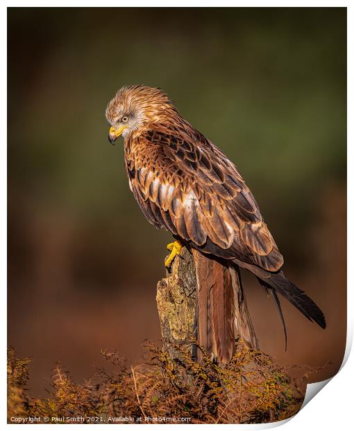 Red Kite in Late Evening Light Print by Paul Smith