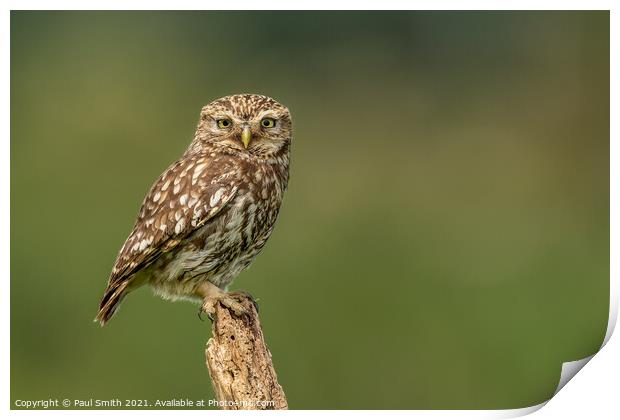 Little Owl on Old Tree Stump Print by Paul Smith