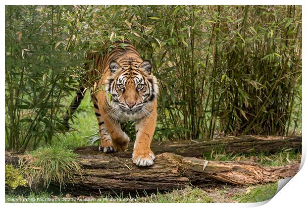 Amur Tiger coming through Bamboo Print by Paul Smith