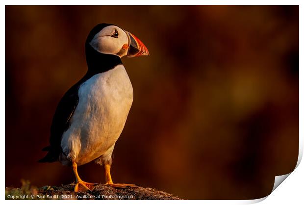 Puffin in Late Evening Light Print by Paul Smith
