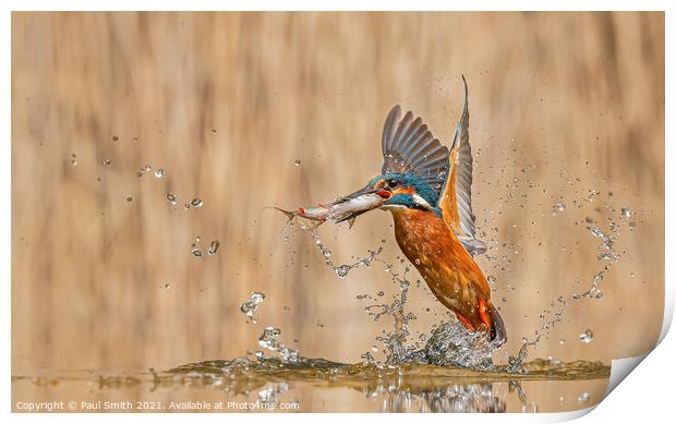 Kingfisher Emerging with Fish Print by Paul Smith