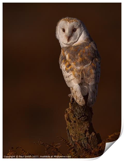 Barn Owl at Sunset Print by Paul Smith