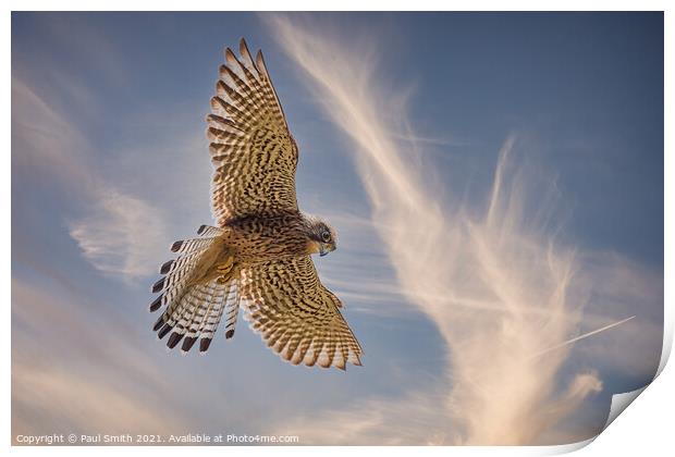 Hovering Kestrel Print by Paul Smith