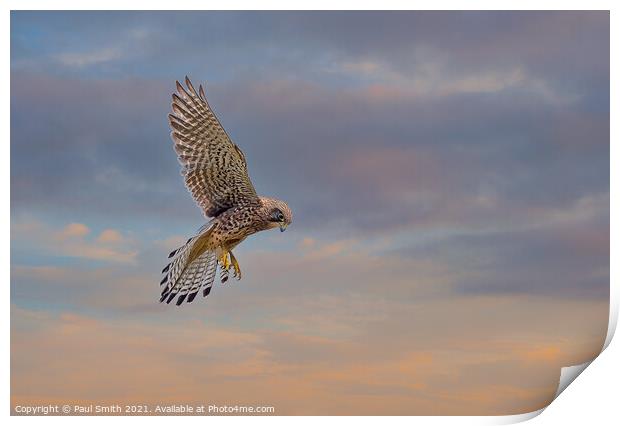 Hovering Kestrel at Sunset Print by Paul Smith