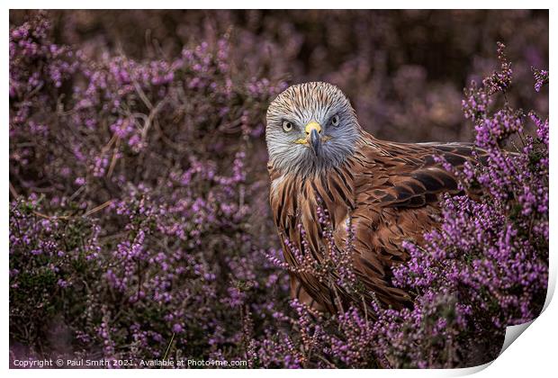 Red Kite in Heather Print by Paul Smith