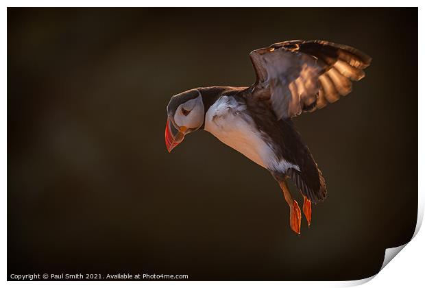 Incoming Backlit Puffin Print by Paul Smith