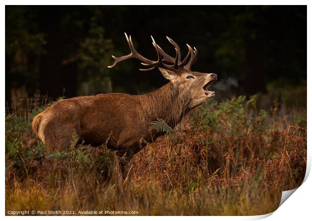 Bellowing Red Deer Stag Print by Paul Smith