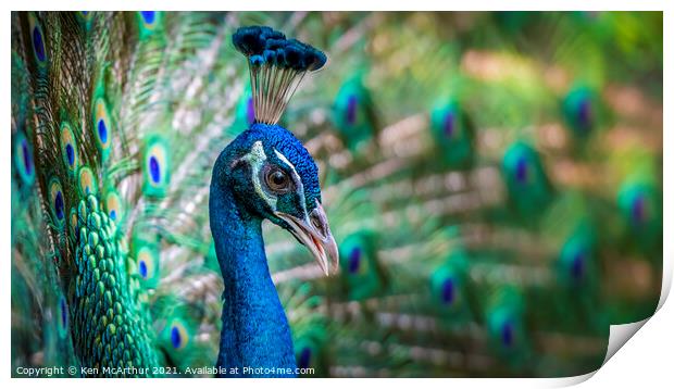 Peacock Print by Ken McArthur