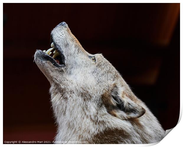 A close up of a wolf howling Print by Alessandro Mari