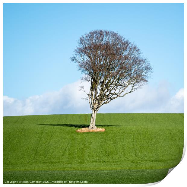 Solitary Tree Print by Ross Cameron