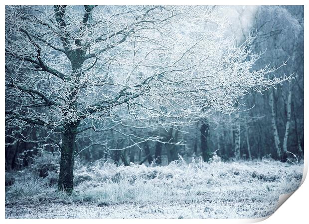 Winter Woodland White's Print by Judith Stewart