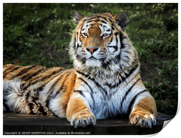 Amur Tiger Print by GEOFF GRIFFITHS