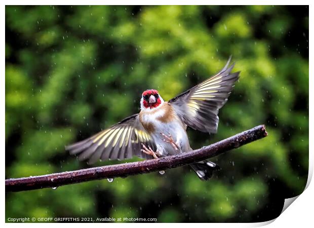 Goldfinch, flying in the rain Print by GEOFF GRIFFITHS