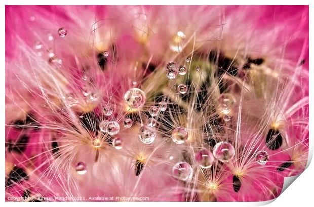 DANDY LION DEW Print by Russell Mander