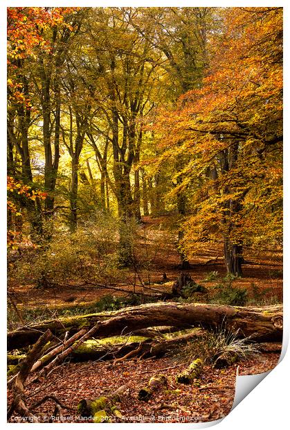 AUTUMN COLOURS Print by Russell Mander