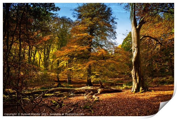 AUTUMN BEAUTY Print by Russell Mander