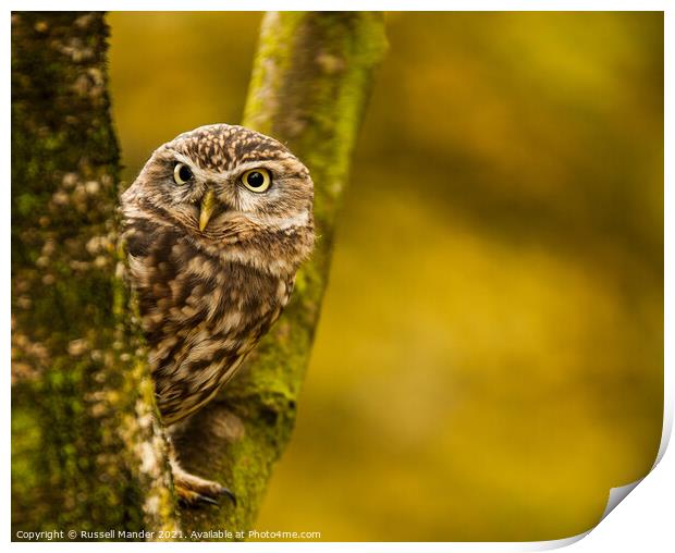 LITTLE OWL WATCHING Print by Russell Mander