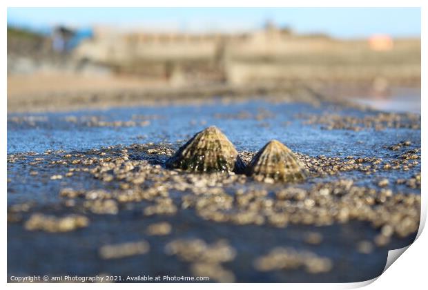 Seashells Print by ami Photography