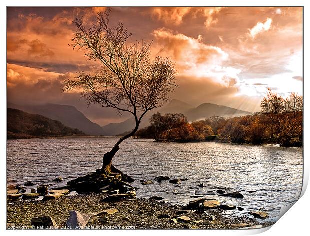 Llyn Padarn lone tree Print by Pat Butler