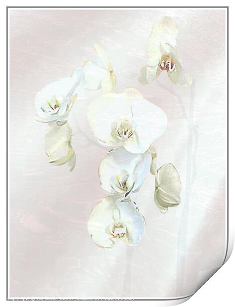 Orchid Print by Pat Butler