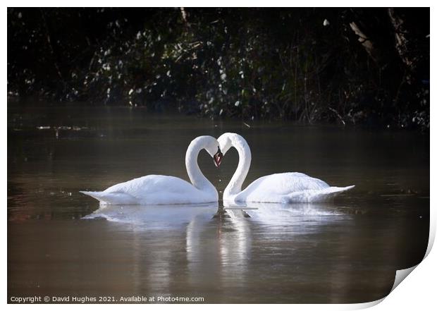 Swan heart Print by David Hughes