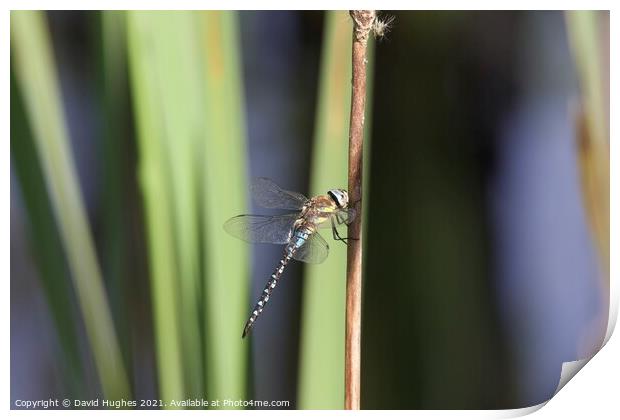 Dragonfly on a Reed  Print by David Hughes