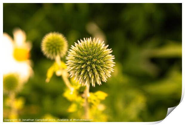 Spiky Flower Print by Jonathan Campbell