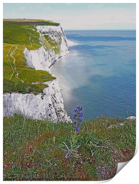 White Cliffs Of Dover With Wild Flowers, Kent UK. Print by Ernest Sampson